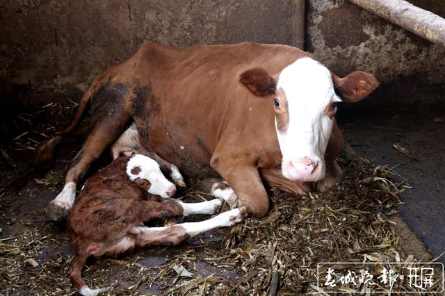 当天刚出生的小牛儿和牛妈妈躺在一起.jpg