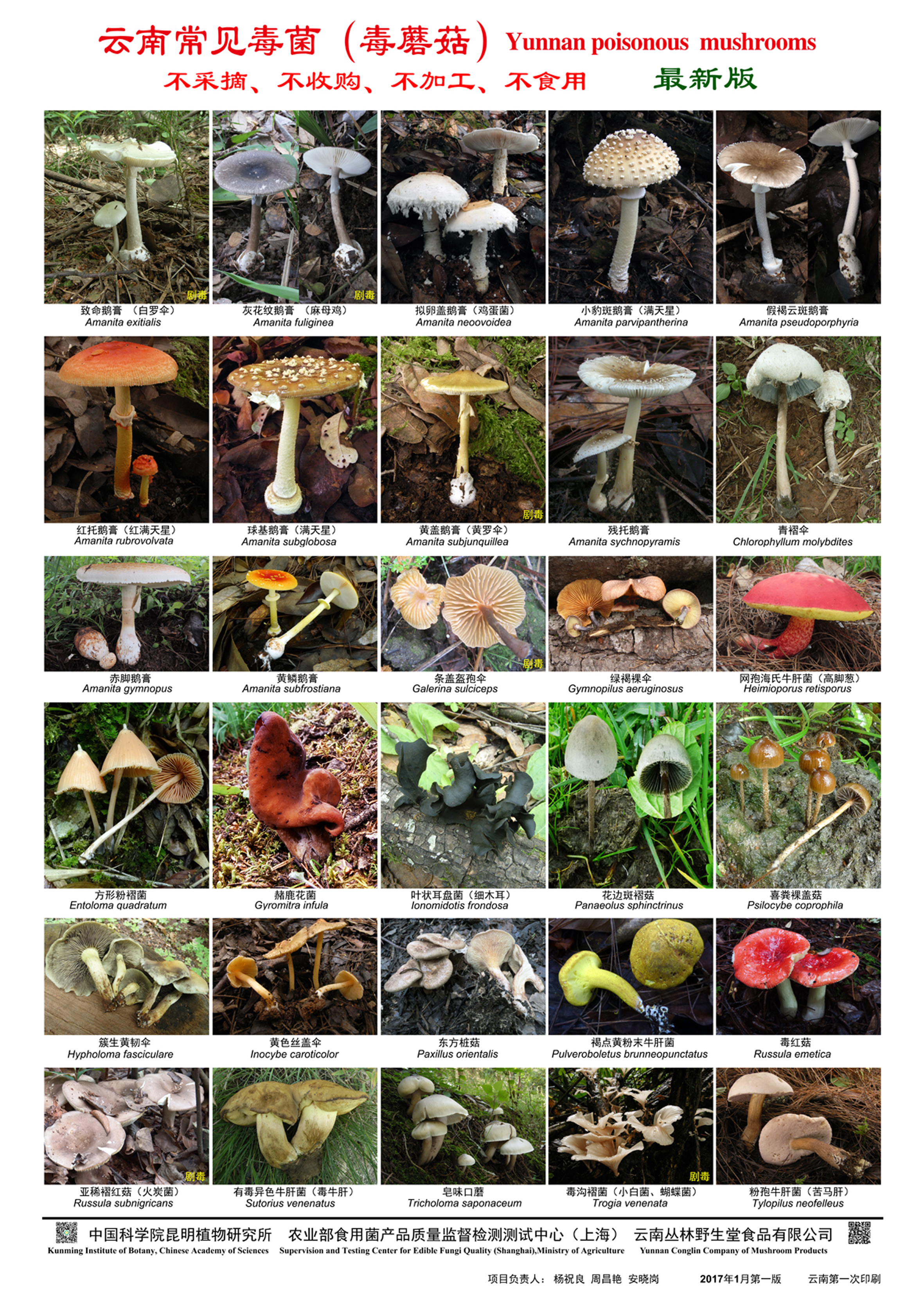 云南常见毒蘑菇种类jpg