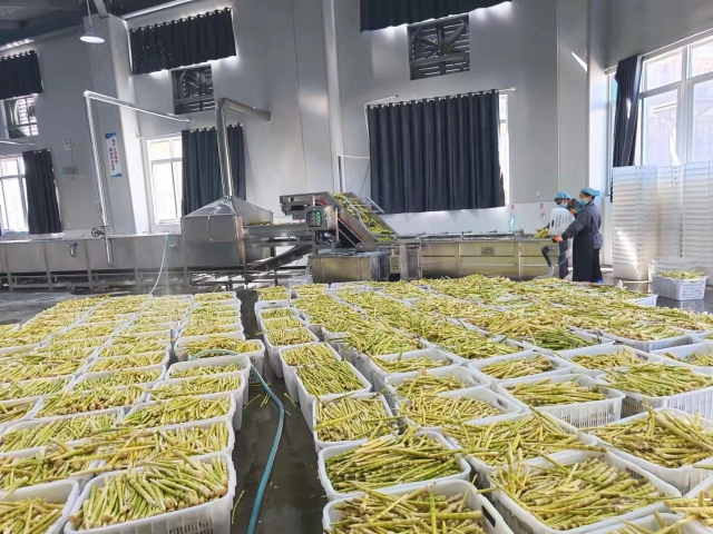 伴随着碗厂镇竹子种植业的蓬勃发展,当地的竹笋产品深加工也同步跟进.