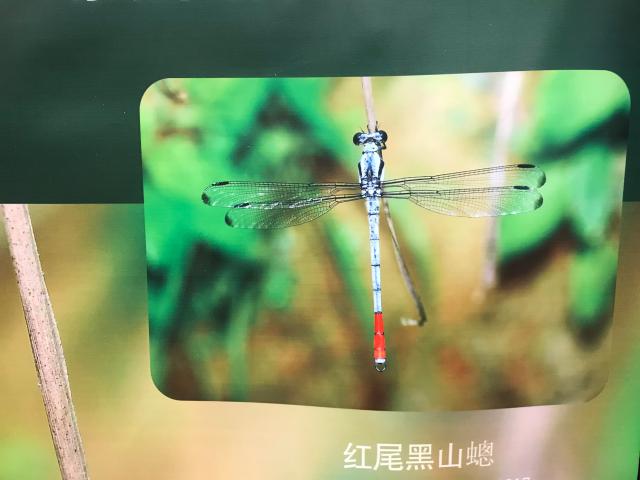 《中国蜻蜓大图鉴》出版发行，收录中国蜻蜓820种 (4).jpg