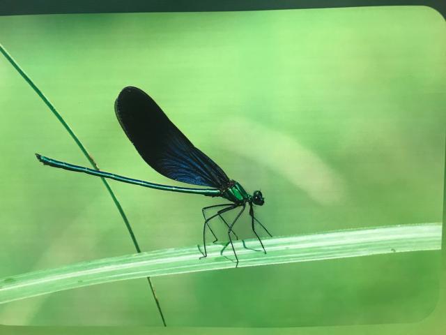 《中国蜻蜓大图鉴》出版发行，收录中国蜻蜓820种 (2).jpg