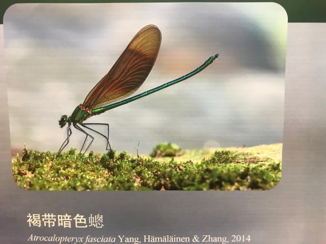 《中国蜻蜓大图鉴》出版发行，收录中国蜻蜓820种.jpg