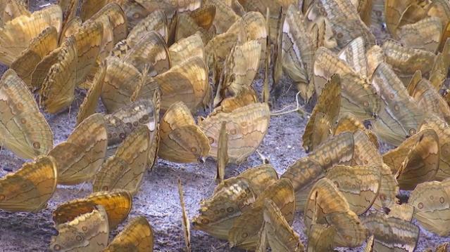 红河州金平1.1亿只蝴蝶集中爆发