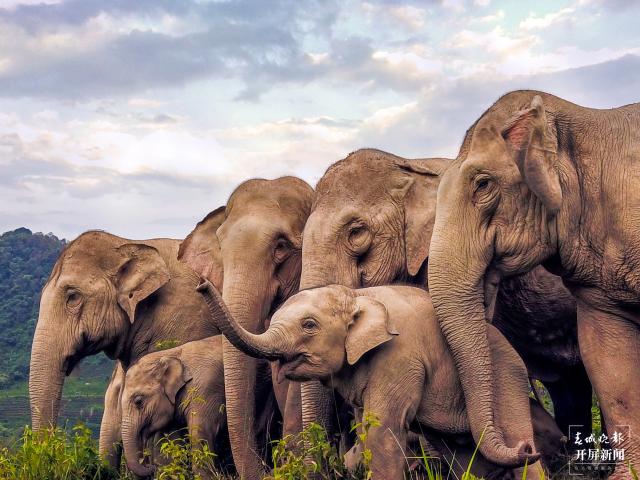 云南全面加强亚洲象保护及肇事防范管理
