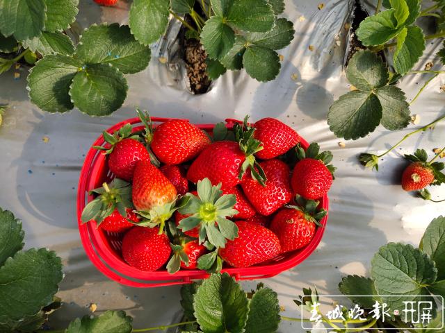 吃草莓，今年提前上市！.jpg
