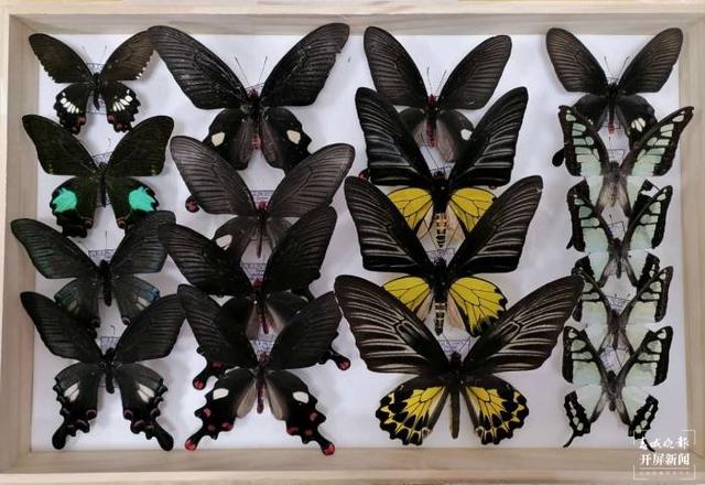 昆明动物博物馆获赠38号蝴蝶标本