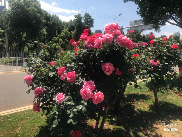 美啦，昆明绿化带上大树玫瑰开花
