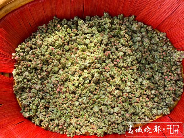 小黄花居然能吃?云南还有多少能吃的美味野菜