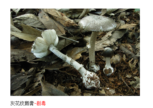 2022年云南省野生菌中毒风险分级预警：需警惕“两大杀手”！