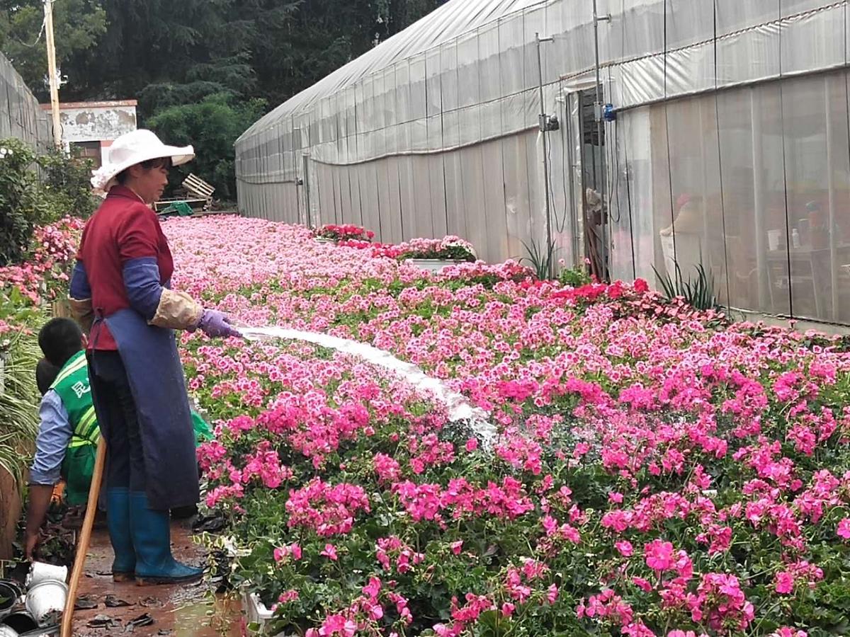 花卉养殖环境监测方案 - 智能农业 - 普锐森社