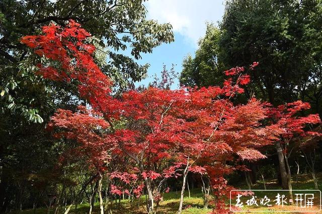 拍照去！昆明黑龙潭公园6000株枫叶开始变红了