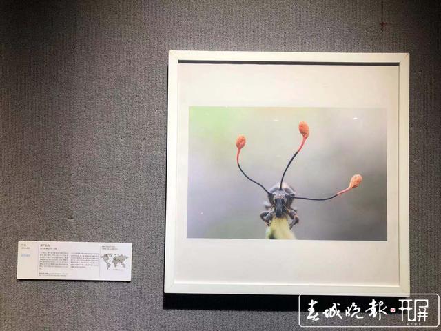 COP15保护生物多样性主题摄影展（春城晚报-开屏新闻记者 罗宗伟 摄）