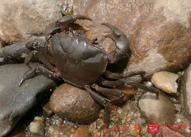 昆明动物研究所在缅甸发现2个淡水蟹新种 通讯员：史博洋/摄