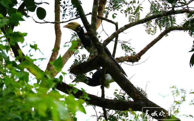 冠斑犀鸟2.png
