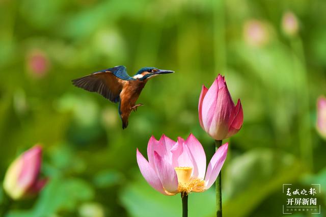 云南曲靖有个翠鸟天堂美如画，还有一个美丽的“翠鸟梦”…（水印版）