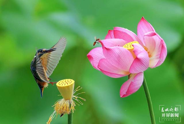 云南曲靖有个翠鸟天堂美如画，还有一个美丽的“翠鸟梦”…（水印版）