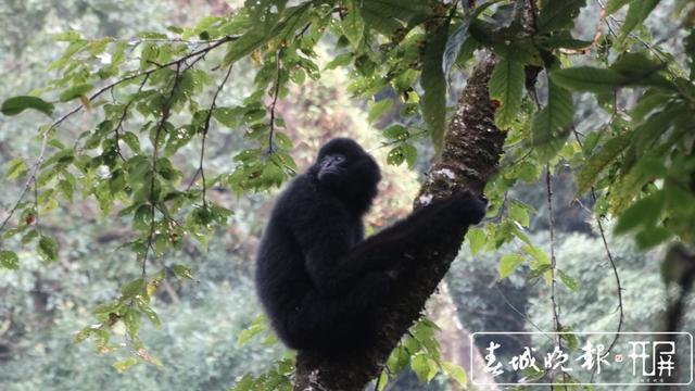 全球90%西黑冠长臂猿居住在云南.jpg