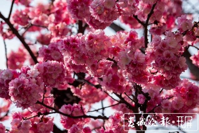 你最爱哪一抹春色？樱花、油菜花……云南赏花“大幕”徐徐拉开