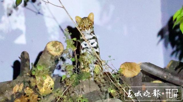 惬意！野生豹猫现身保山高黎贡山百花岭村，遇见人也不怕