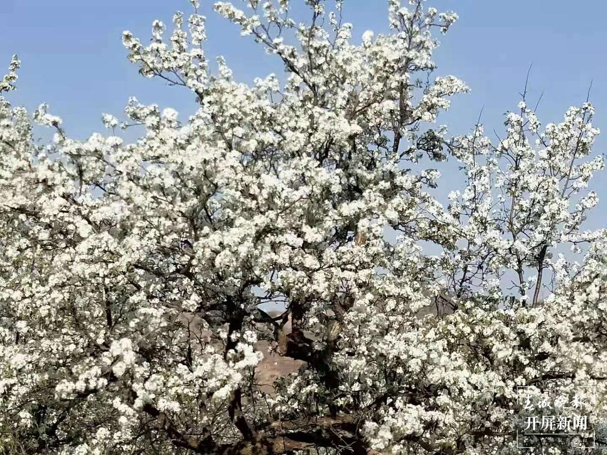 旅拍攻略，金川一颗400年古梨树 不仅老树开花 而且奇葩！-YHOUSE悦会
