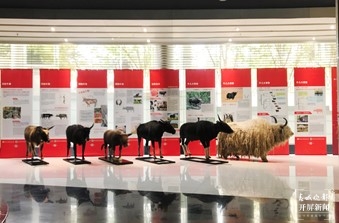 26日，昆明动物博物馆推出“牛年识牛”主题科普展览
