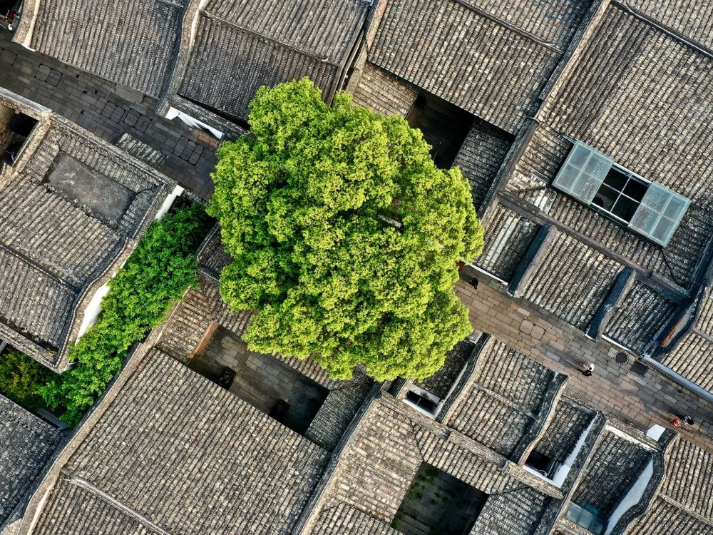 这是福州三坊七巷文化街区的古厝绿树(2021年3月17日摄，无人机照片) 新华社记者 姜克红 摄