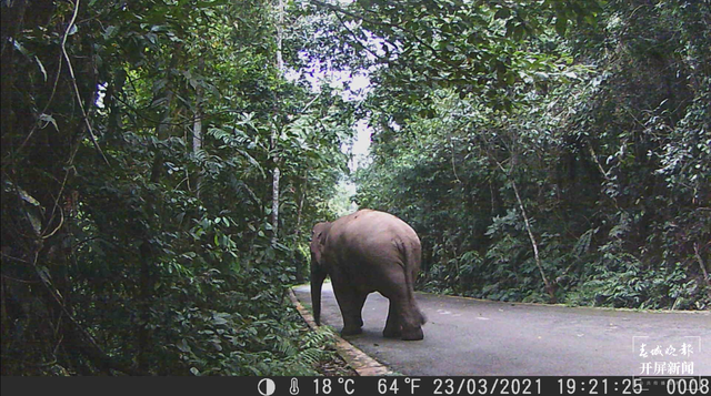 望天树景区首次出现“调皮”亚洲象