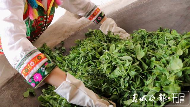 春茶系列报道4）保山施甸：古树茶开采，布朗族大妈家门口就能找到工作