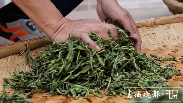 春茶系列报道4）保山施甸：古树茶开采，布朗族大妈家门口就能找到工作