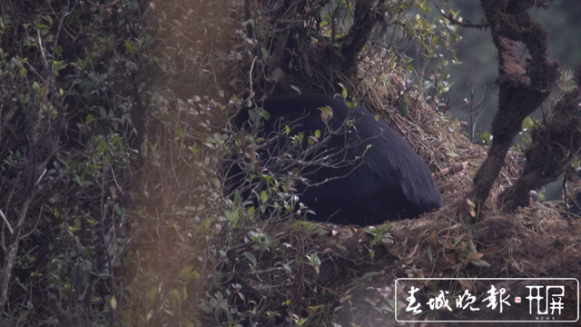 保山昌宁：天堂山林区拍到国家二级保护动物黑熊静卧珍贵视频