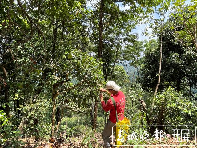 春茶系列报道6丨南糯山古树春茶产量高于去年，“一品一码”可精准溯源