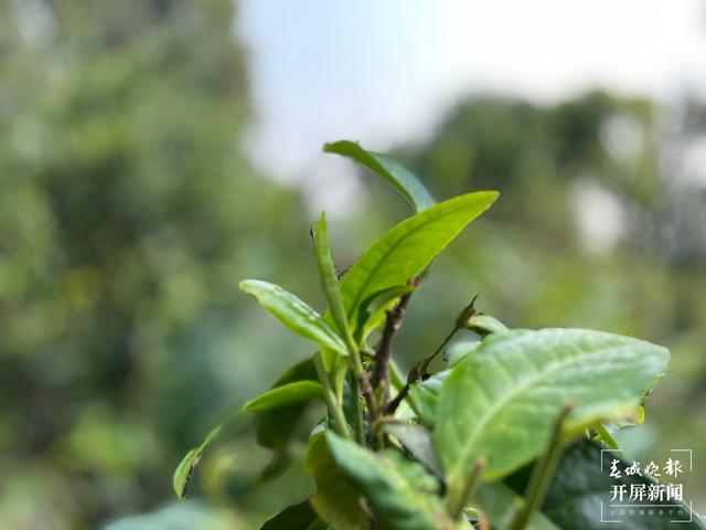 春茶系列报道7丨一山一味保证品质，老班章古树茶每公斤约18000元