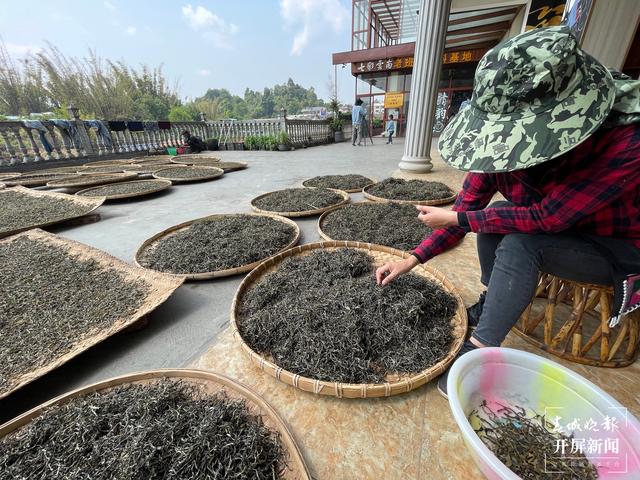 春茶系列报道7丨一山一味保证品质，老班章古树茶每公斤约18000元