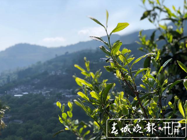临沧凤庆这颗3200年的古茶树，专家建议今年采摘鲜叶不超过30公斤