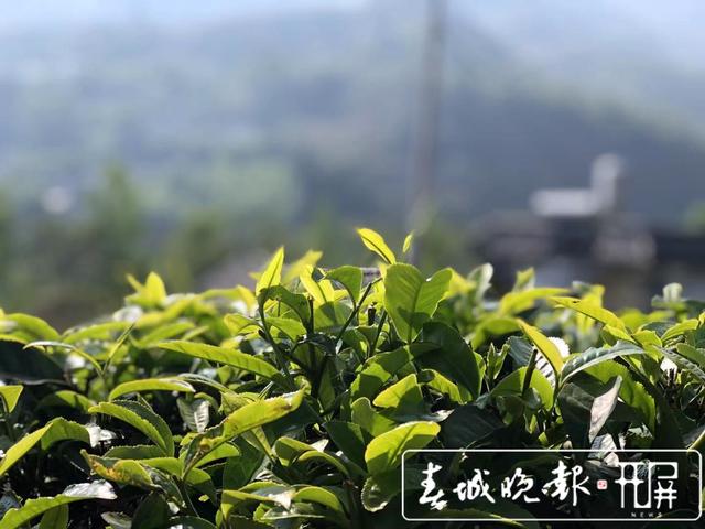 临沧凤庆这颗3200年的古茶树，专家建议今年采摘鲜叶不超过30公斤
