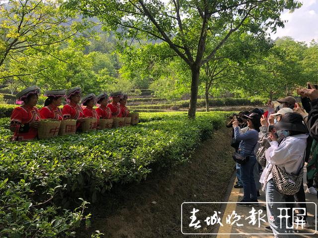 春茶系列报道8｜茶旅融合，带动“滇红第一村”一年增收800万元