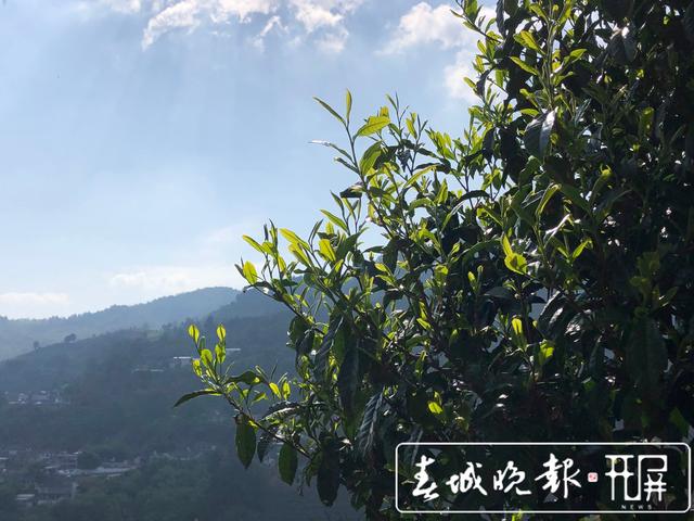 春茶系列报道8｜茶旅融合，带动“滇红第一村”一年增收800万元