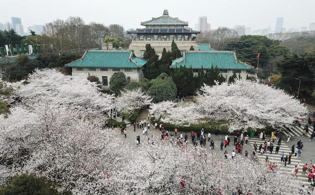 3月13日，武汉大学抗疫医护人员赏樱专场启动，来自全国各地的援鄂抗疫英雄在樱花树下重逢，尽享樱花之约（无人机照片）。新华社记者 程敏 摄