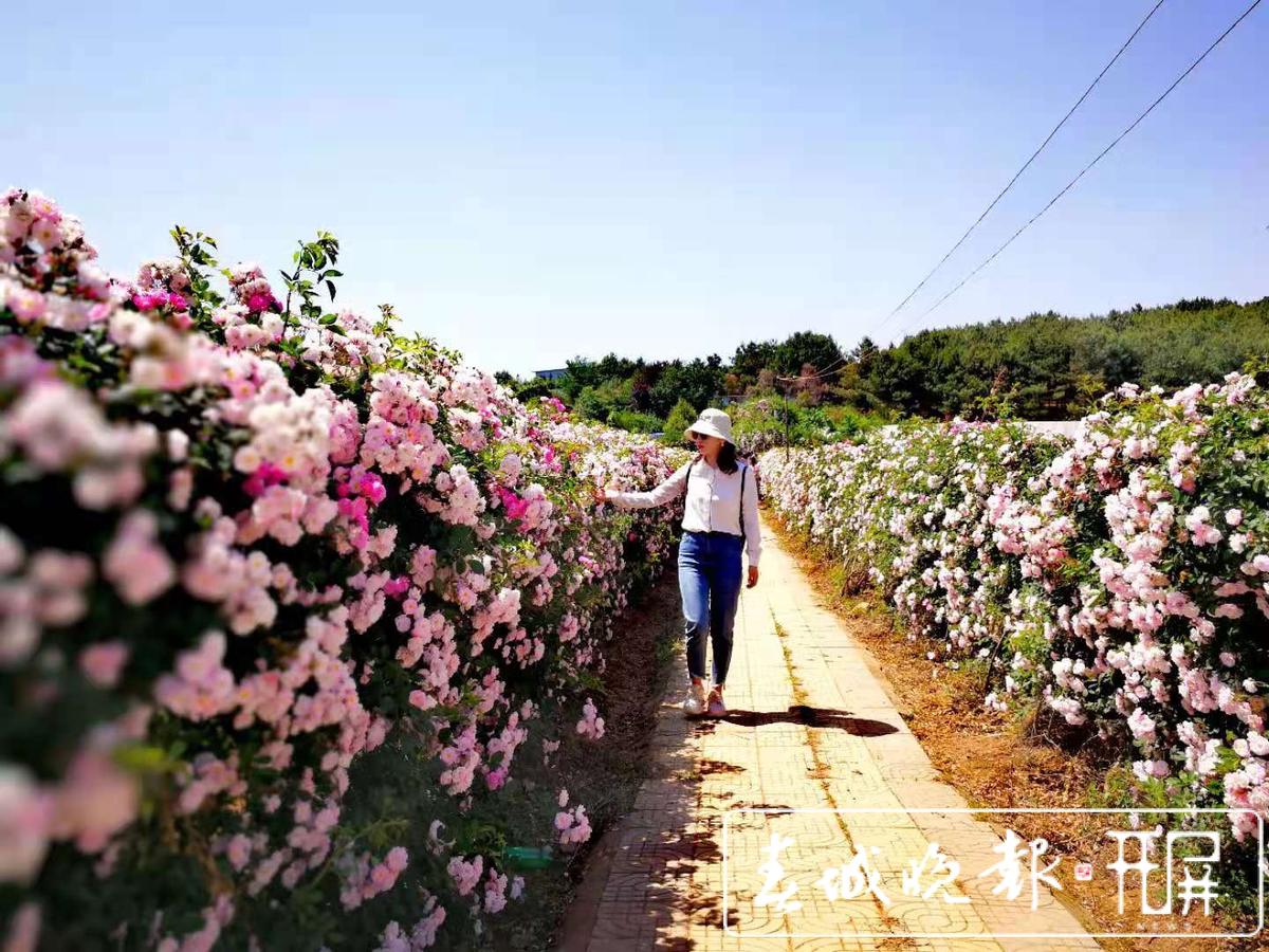 五一去哪玩？长沙南35公里处300亩格桑花月季花已盛开！