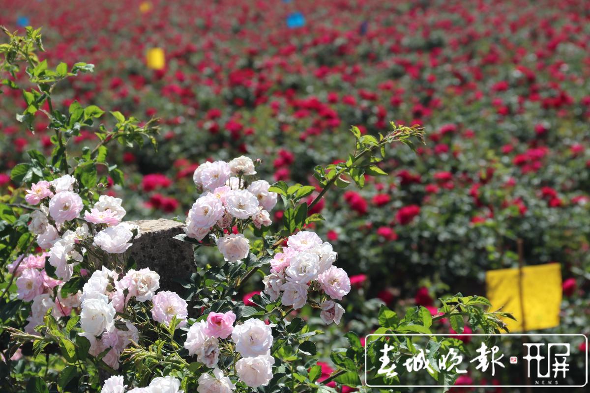 云南安宁开启“八街慢生活·玫瑰之约·芬芳之旅” - 中国日报网