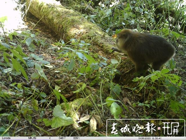不仅在西藏，高黎贡山发现白颊猕猴新分布种群