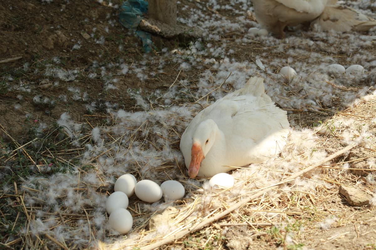 鵝蛋有什麼營養價值？它和其它蛋類有什麼區別？ – 尋夢健康