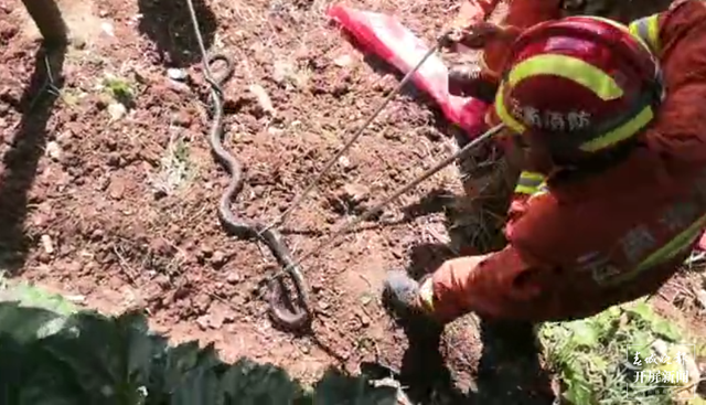 3米长，手臂粗！玉溪消防员“大战”眼镜蛇（视频截图）