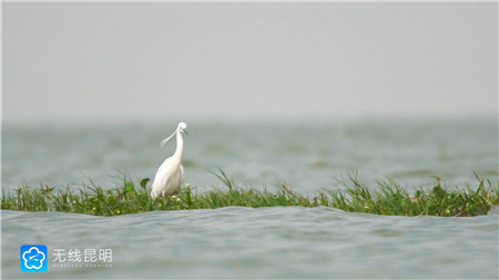 昆明南滇池国家湿地公园生物多样性丰富