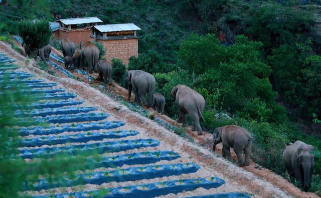 15头亚洲象从玉溪逛到了红河州石屏县（红河州林业和草原局 供图）