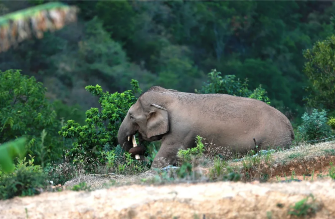 15头亚洲象从玉溪逛到了红河州石屏县
