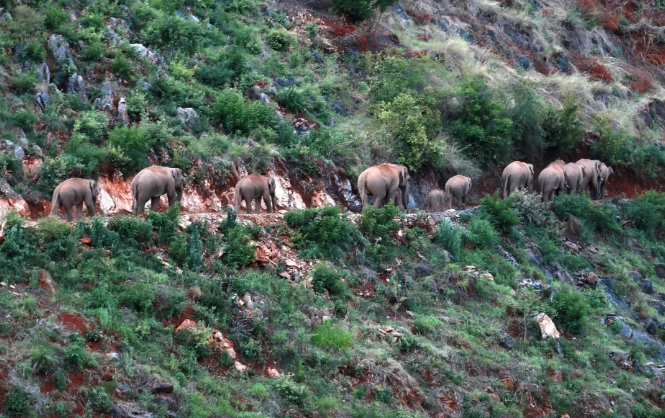 15头亚洲象从玉溪逛到了红河州石屏县