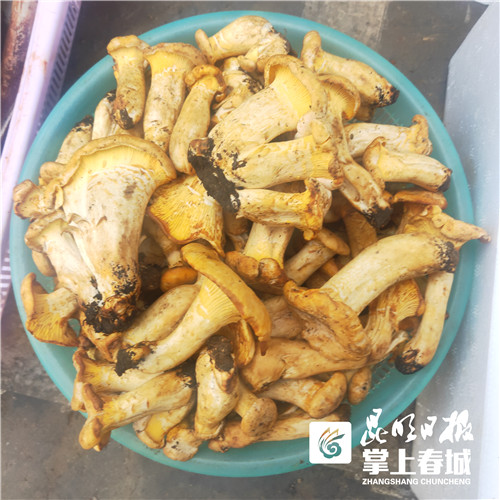 1.3公斤卖950元！昆明头水鸡油菌落袋北京买家 图片来源于昆明日报