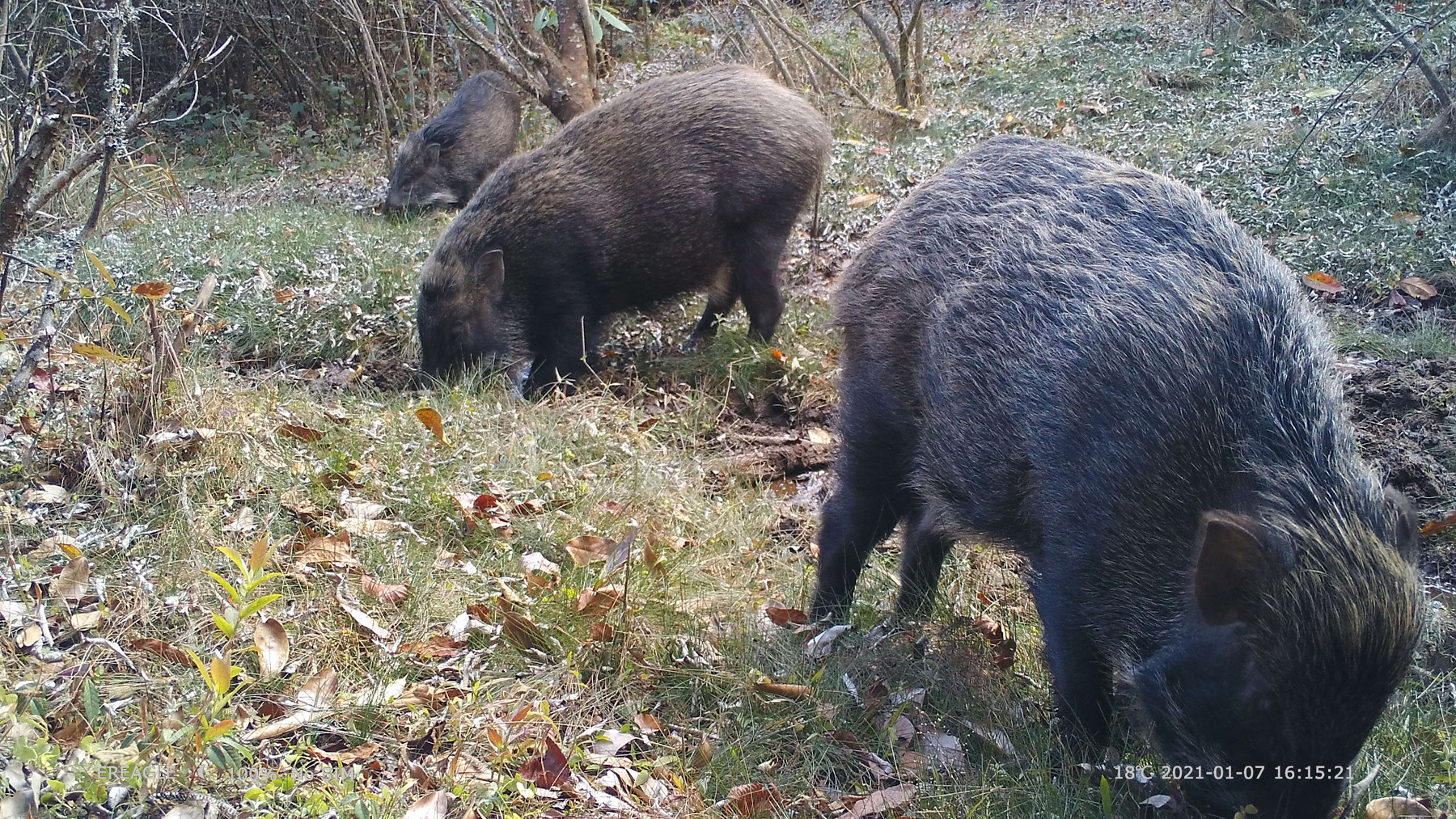 可可爱爱高黎贡山3只小野猪跟着猪妈妈觅食