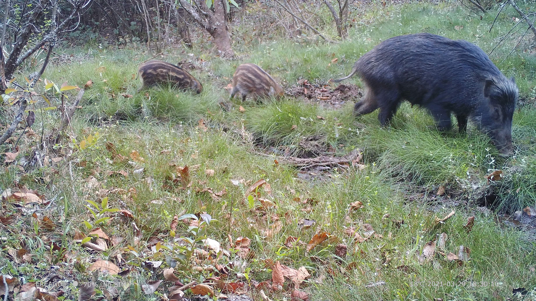 高黎贡山3只小野猪跟着猪妈妈觅食